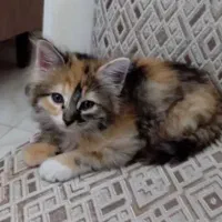 واگذاری رایگان گربه
