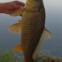 تور ماهی کرفه