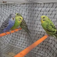 مرغ عشق معاوضه با مرغ تخم گذار