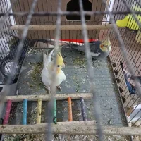 حمیدیه|پرنده|حمیدیه, |دیوار