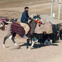 گم شده|اسب و تجهیزات اسب‌سواری|خرم‌آباد, |دیوار