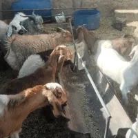 گوسفند فروشی|حیوانات مزرعه|کرمان, |دیوار