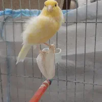 فروش قناری نر|پرنده|رشت, حسین آباد|دیوار