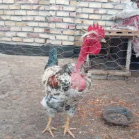 خروس فروشی