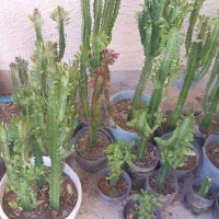 گل افوربیا وسانسوریا|گل و گیاه طبیعی|بوشهر, |دیوار