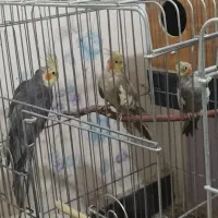 عروس هلندی سخنگو|پرنده|پاکدشت, شهرک امام رضا|دیوار