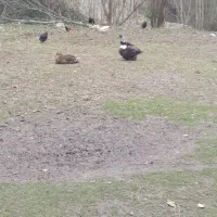 فروش خروس و اردک|حیوانات مزرعه|طاهرگوراب, |دیوار