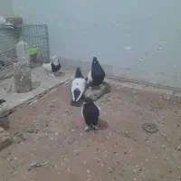 سینه سیاه طوقی|پرنده|یزد, |دیوار