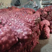 پیاز فلات بذر قوطی|خوردنی و آشامیدنی|بجنورد, |دیوار