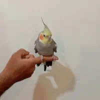 عروس هلندی نر و ماده