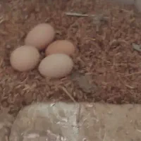 فروش تخم مرغ