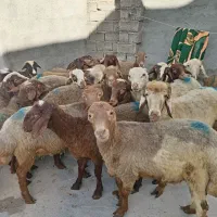 گوسفند نرکاور کهنه