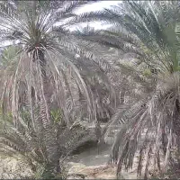 تعدا ۱۰۰نفر نخل دارای پیش یا شاخ و برگ زیاد