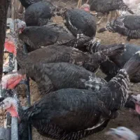 تعدادی بوقلمون ماده دونه ای۱۷۰۰