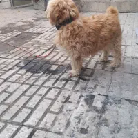 سگ شیپزو|سگ|اردبیل, |دیوار