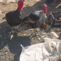 ۶عدد‌دوسال‌محلی|حیوانات مزرعه|بوکان, |دیوار