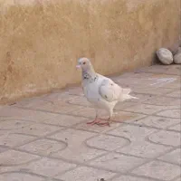 کبوتر دورگ وکاشانی