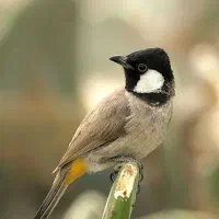 سهره اهوازی نر