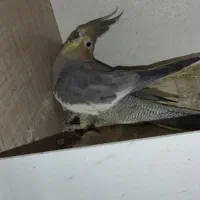 عروس هلندی مولد رو تخم کفتر قناری طوطی|پرنده|کرج, کلاک پایین|دیوار