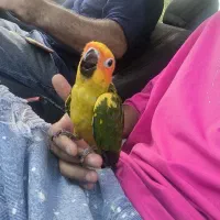 طوطی گمشده