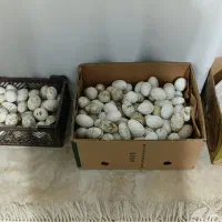 تخم غاز و اردک خارجی نطفه دار