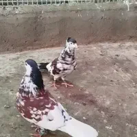 جفت افشون پرگل کاکلی