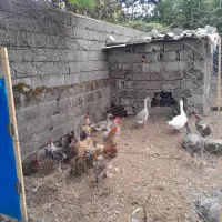مرغ و خروس وجوجه وغاز وبوقلمون