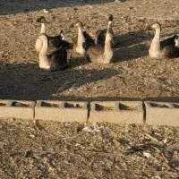 قوغاز|حیوانات مزرعه|یاسوج, |دیوار