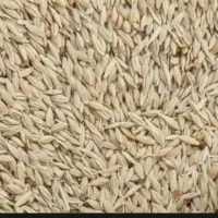 جو ابی