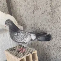 جوجه کاشانی  ضمانتی+فیلم