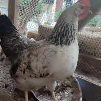 مرغ تخمگذار سفید زیبا