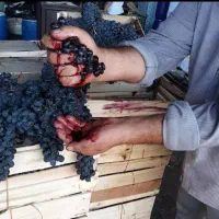 انگور سردشت درجه یک