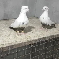 کبوتر دمبی طوقی کوار|پرنده|شیراز, شهرک مدرس|دیوار