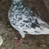 کبوتر صید المانی و رنگه