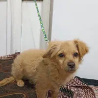 توله سگ دو ماهه اشپیتز روباهی