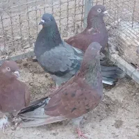 کبوتر کفتر سرخ سبز گرگی پرشی