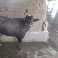 سلام گاومیش چاق هیکل خوش شاخ ارام 3ماه ابستن