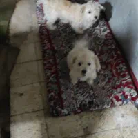 سگ باهوش و قشنگ