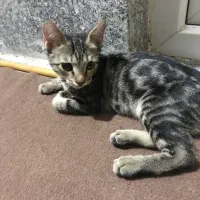 دوعدد گربه dsh|گربه|خرمآباد, |دیوار