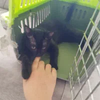 بچه گربه|گربه|تربت جام, مطهری|دیوار