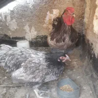 مرغ و خروس ویوندت|حیوانات مزرعه|شیراز, میانرود|دیوار