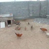 خروس و جوجه|حیوانات مزرعه|گمیشان, |دیوار