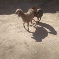بره نر و ماده