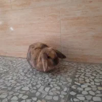 دوتا خرگوش فوری فروشی|موش و خرگوش|مشکین‌دشت, |دیوار