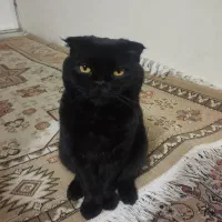 واگذاری رایگان گربه