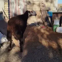 قوچ افشاری اصل نژاد پر خون بشرط|حیوانات مزرعه|شیروان (لرستان), |دیوار