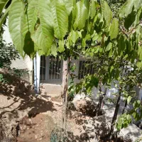 حیات دربست رهن و اجاره داراآباد چشم انداز بینظیر|اجارهٔ خانه و ویلا|تهران, دارآباد|دیوار