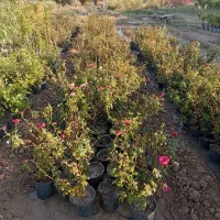 فروش عمده گل رز ، پالم ،برهان گلی