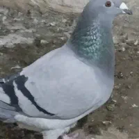 مسافتی ماده