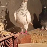 کبوتر|پرنده|مریوان, |دیوار